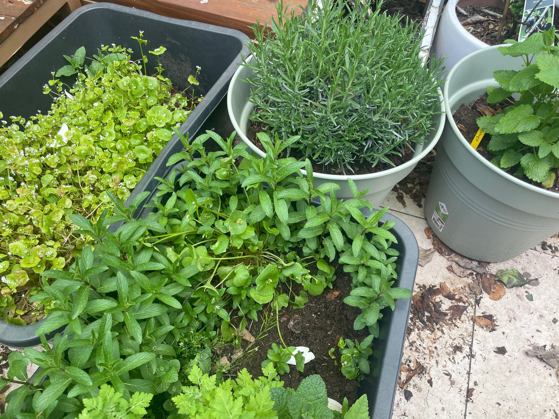 Dit jaar gaan we wat serieuzer moestuinieren