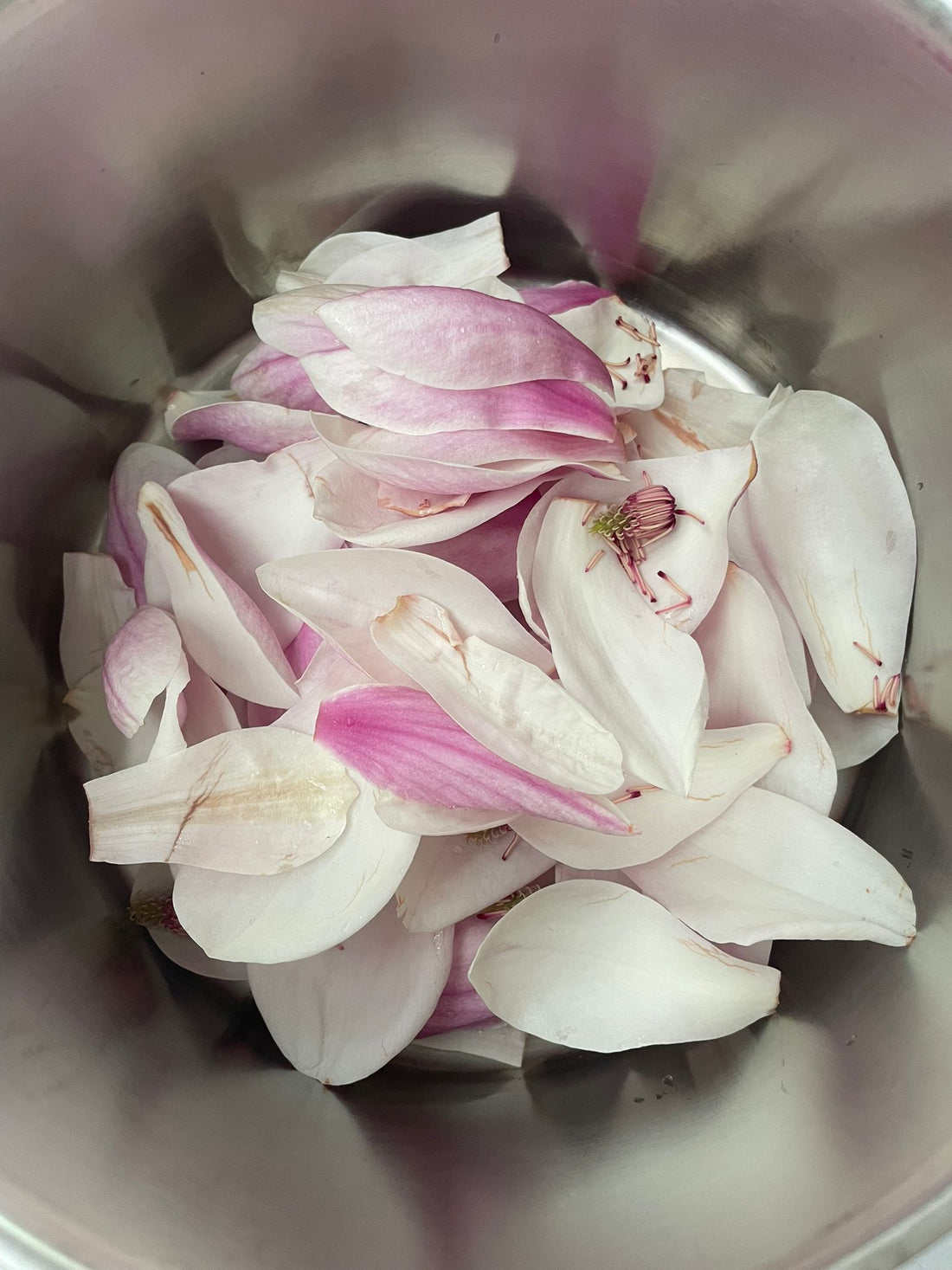 Magnolia siroop maken